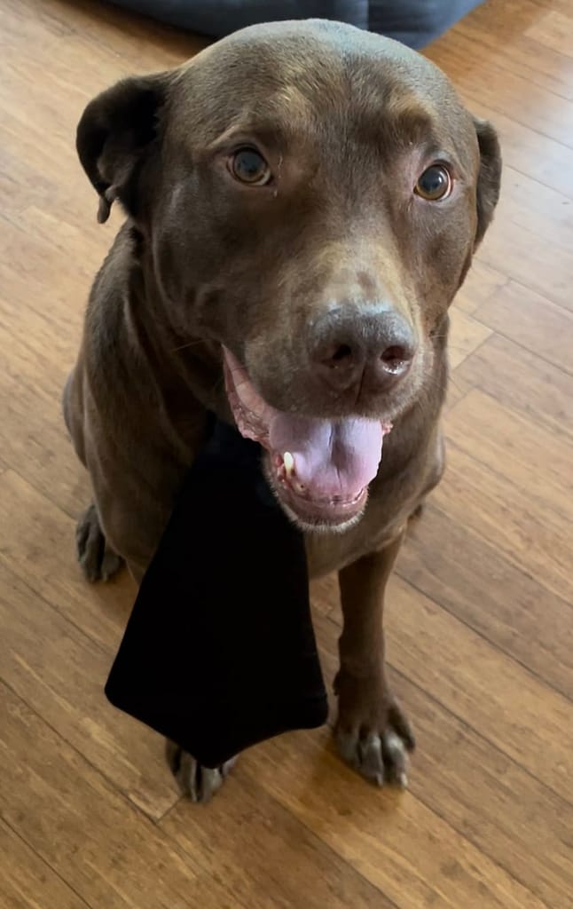 Ponton the dog